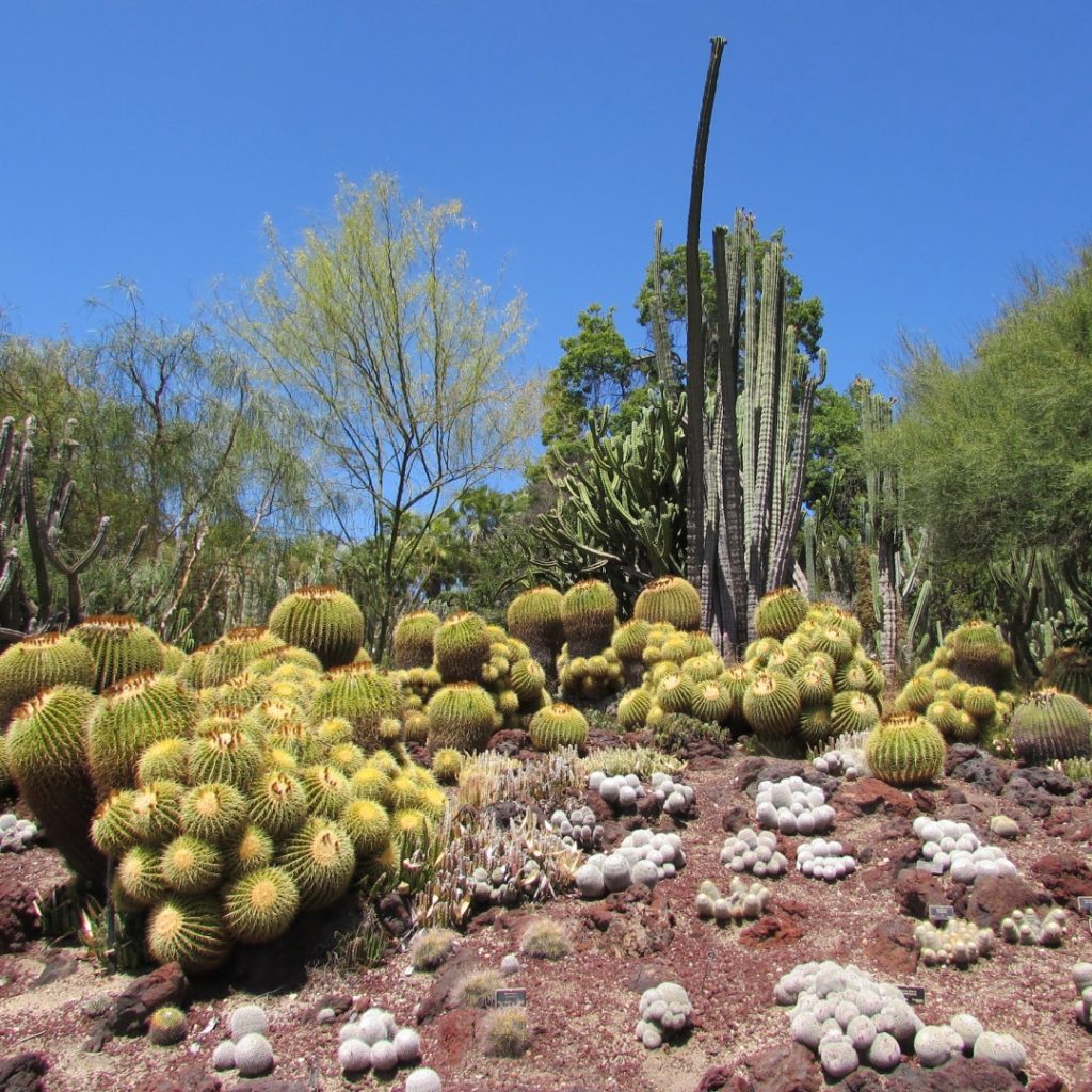 Cactus Garden at the Huntington Library