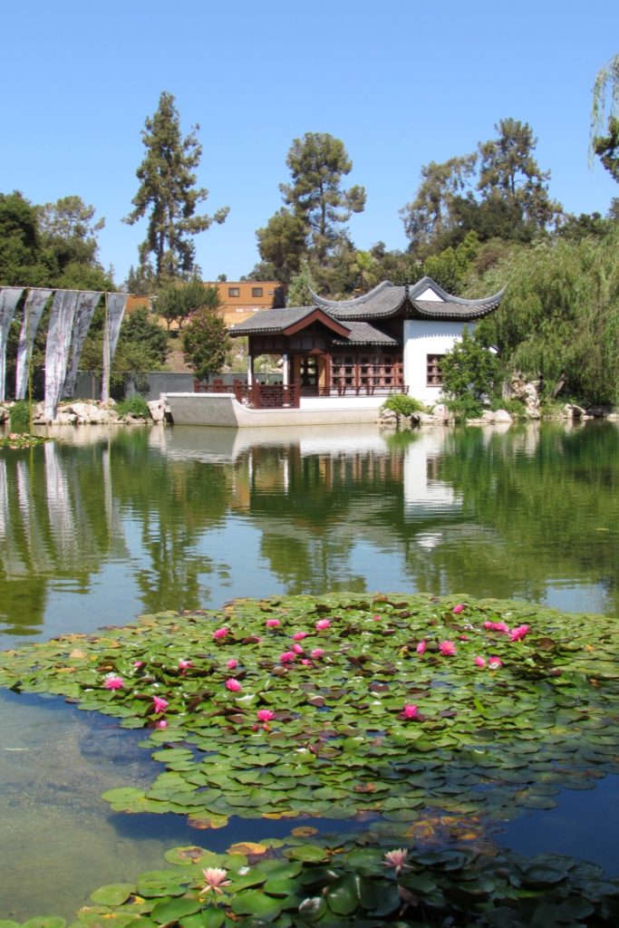 Chinese Garden and lotus blossoms