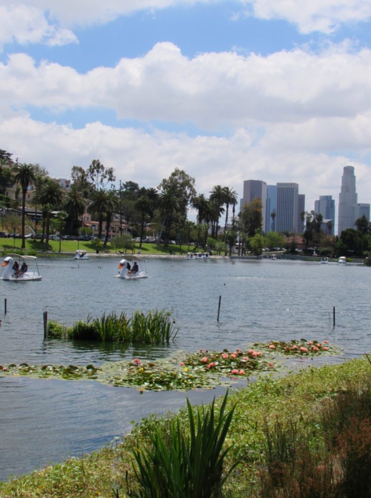 Echo Park Lake with skyscrapers and swan boats during the Lotus Festival