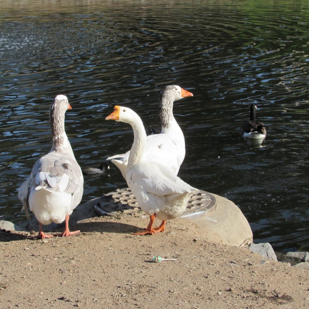 Geese in Hollenbeck Park