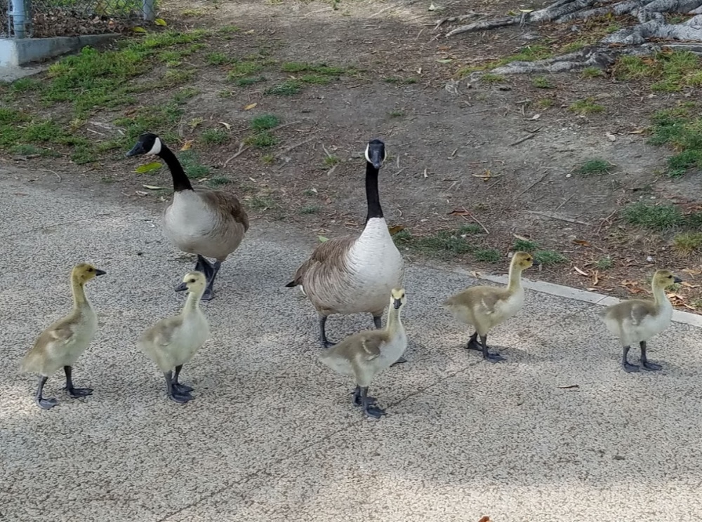 Geese and goslings at Echo Park Lake