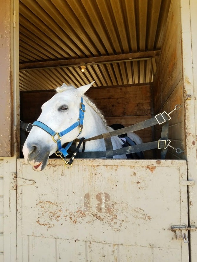 Horse in stall