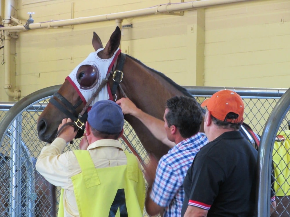 Horse with blinkers.