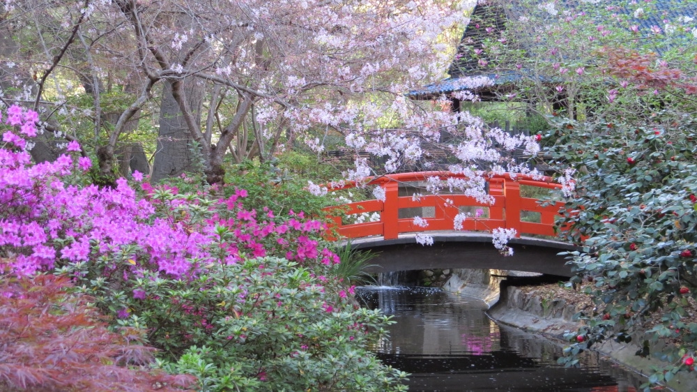 Japanese Bridge and Cherry Blossoms at Descanso Gardens