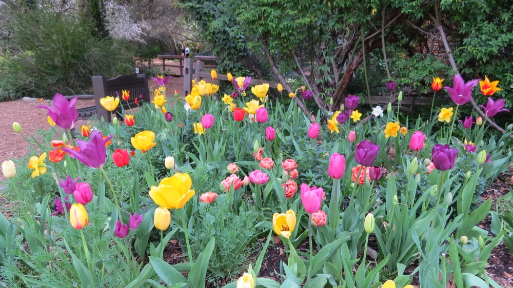 Multi-colored tulips Descanso