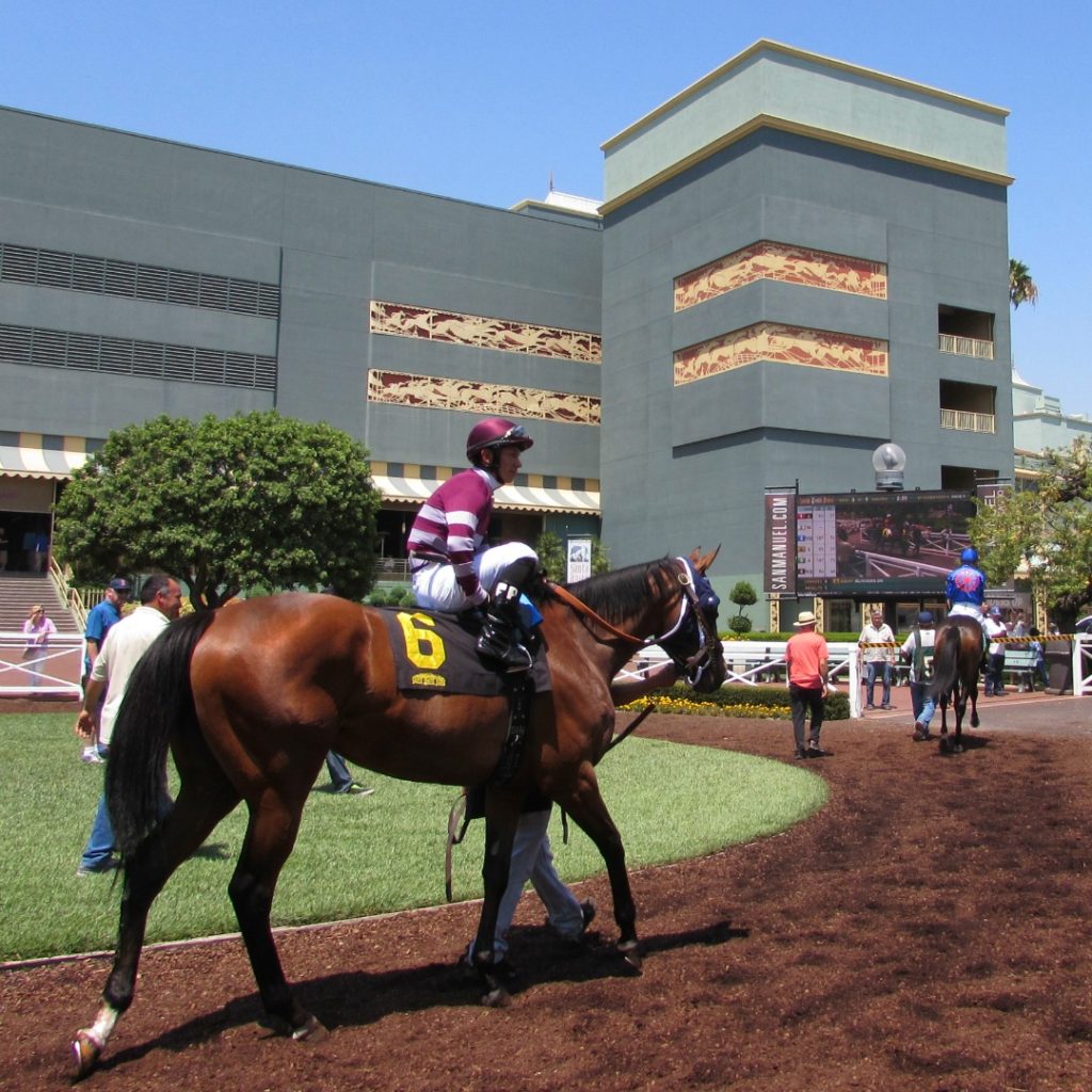 Racehorse at Santa Anita Park