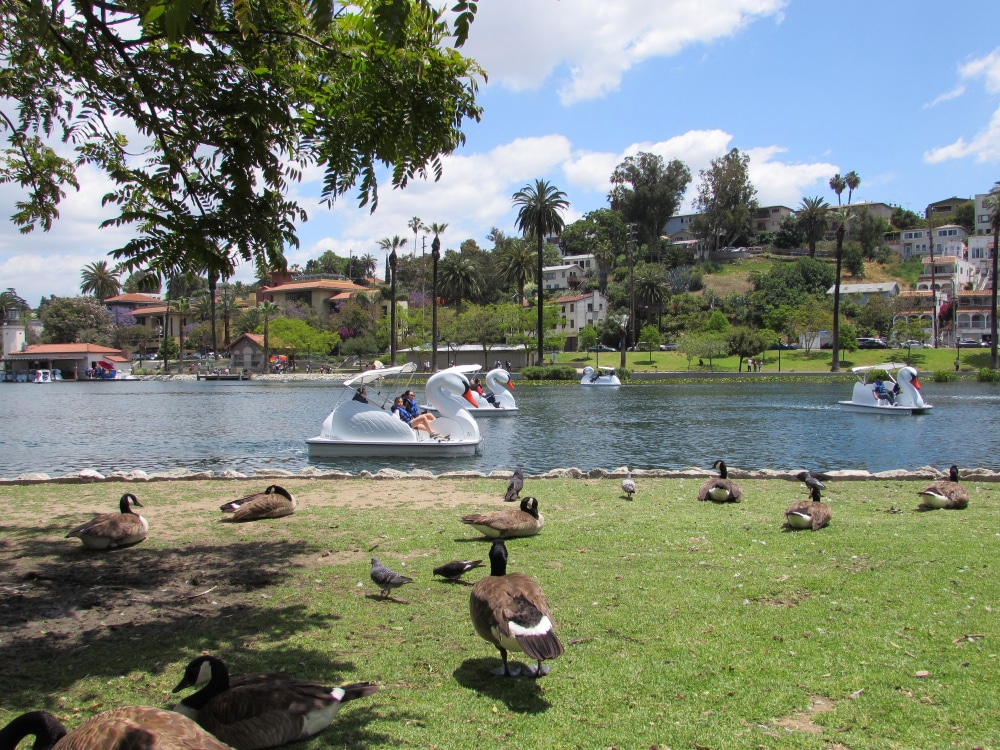 Swan boats and geese