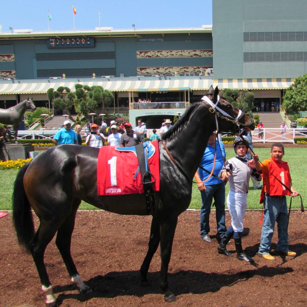 Racehorse at Santa Anita Park.