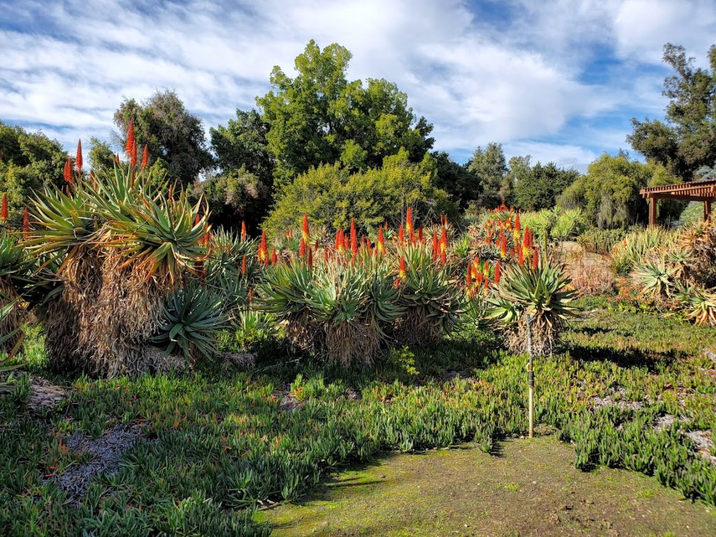 Aloe Garden at the Los Angeles Arboretum