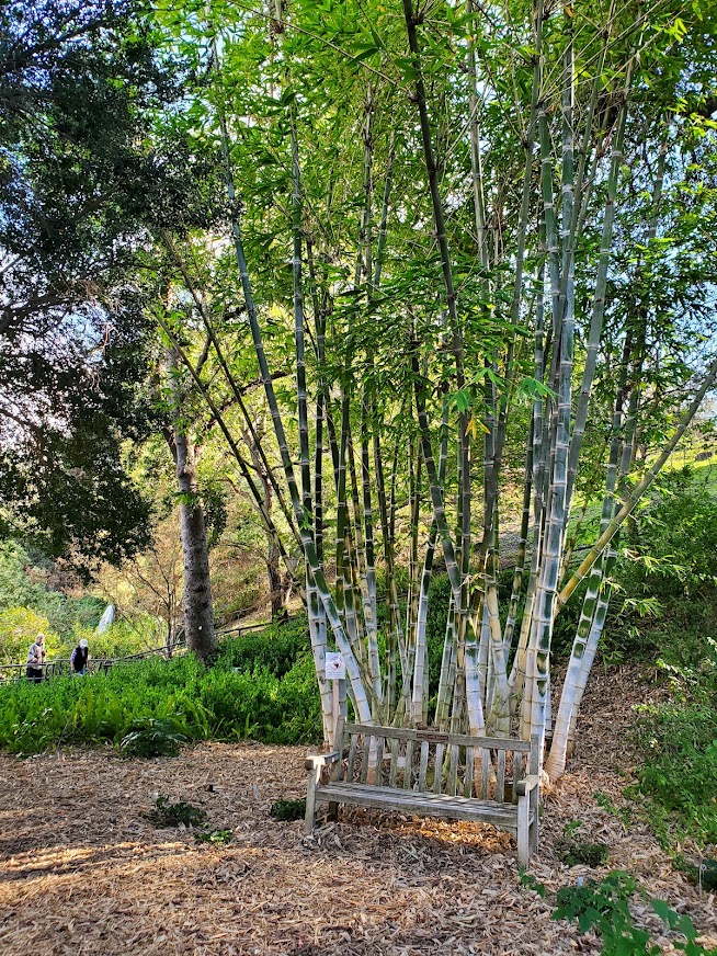Bamboo and bench