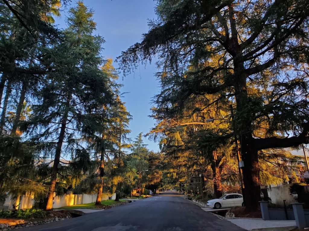 Santa Rosa Ave Deodar Cedars at Christmas Tree Lane, Altadena, California