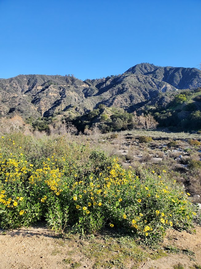 Eaton Canyon flowers