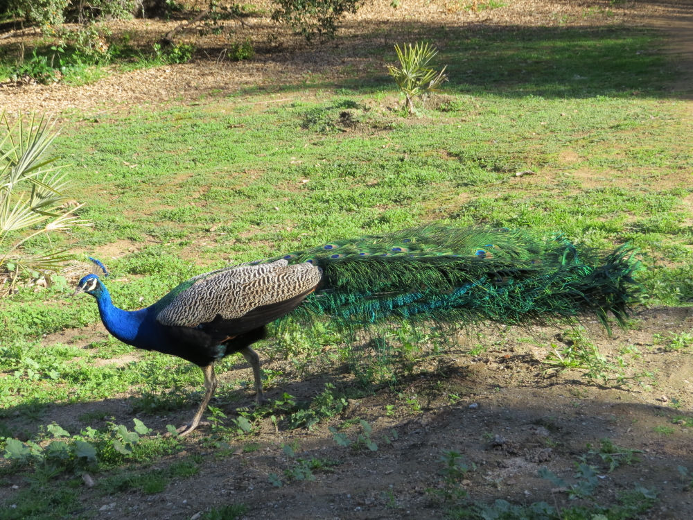 Peacock at the Arboretum