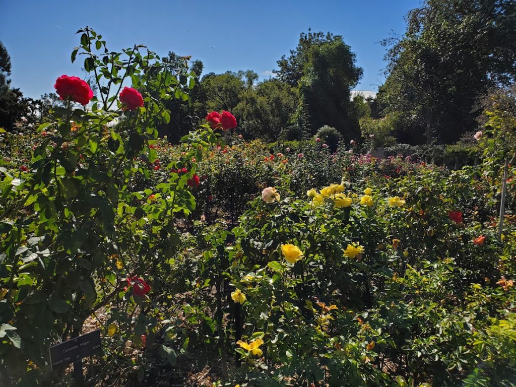 Roses at the Wrigley Mansion, Pasadena.