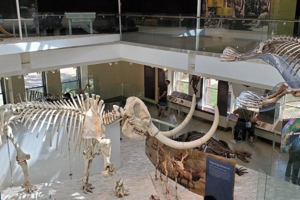 Mammoth Skeleton at the Los Angeles Natural History Museum