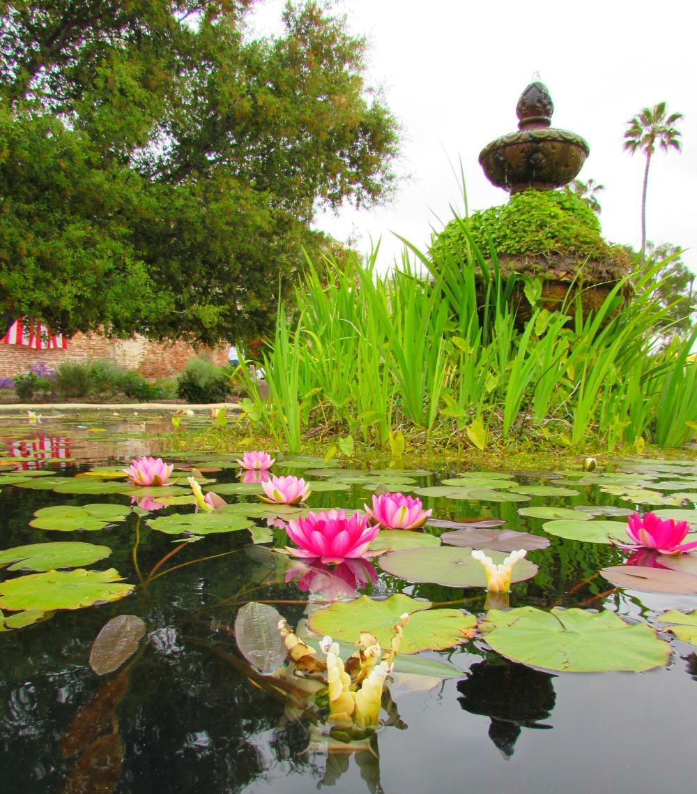 Lotus pond at the mission