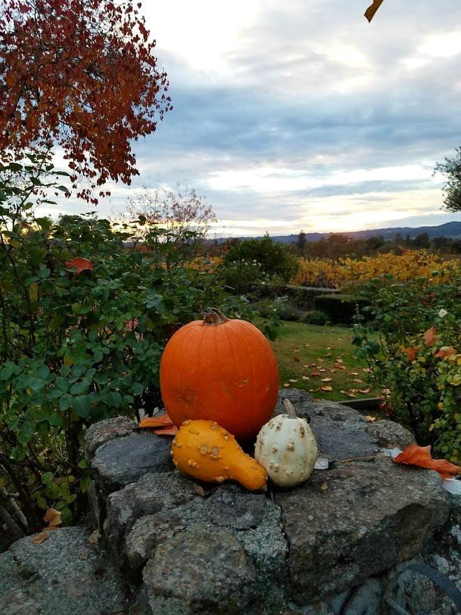 Pumpkins near a vineyard in Napa, California.