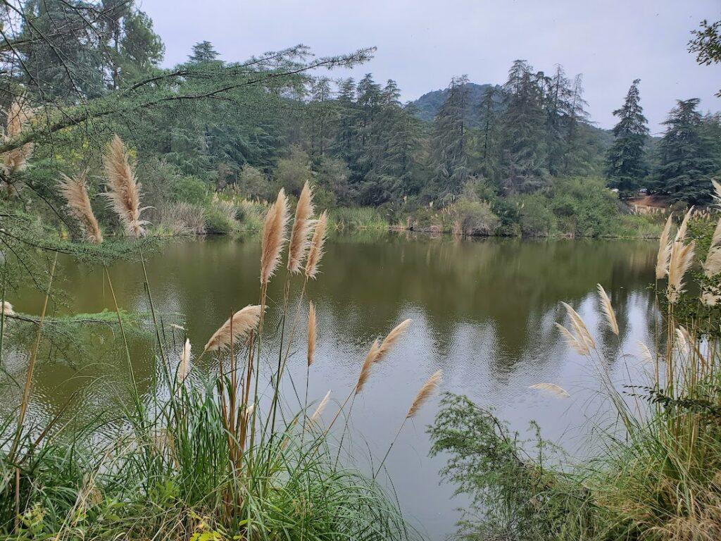 Franklin Canyon pond. Los Angeles