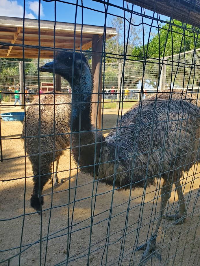Emu at the farm