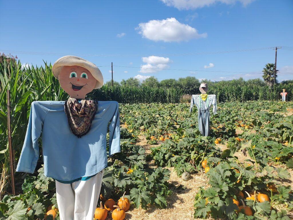Pumpkin Patch with Scarecrows at Underwood Family Farms in Moorpark, California.