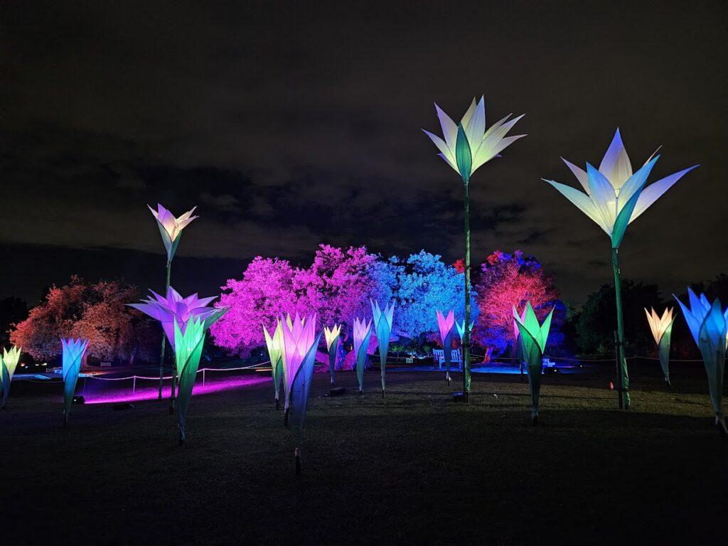 Glowing Tulips at Lightscape L.A. 2023