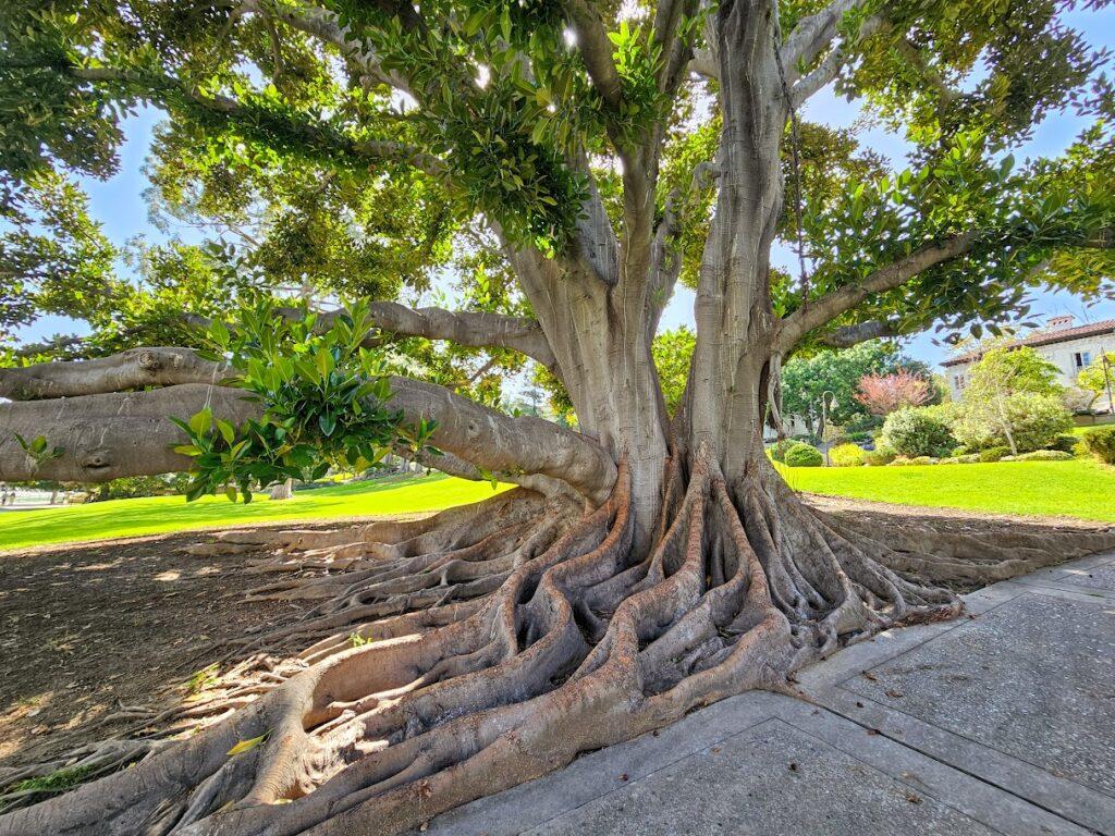 Moreton Bay Fig Tree in Ambassador Gardens Pasadena