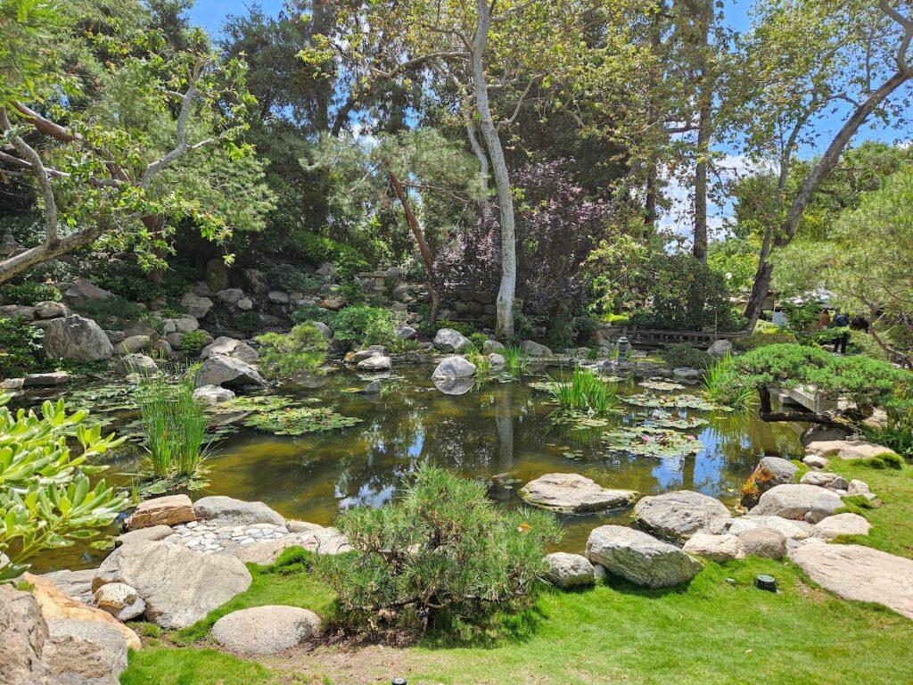 Koi pond and rocks at Storrier Stearns Japanese Garden